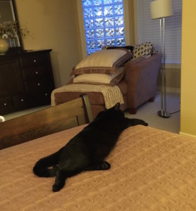 Winston the Lounge Cat